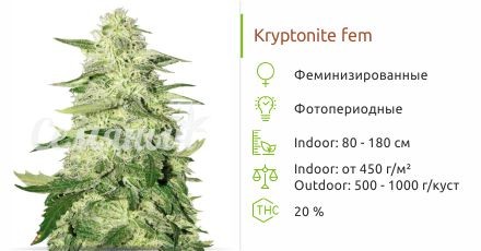Kryptonite fem (Pyramid Seeds)