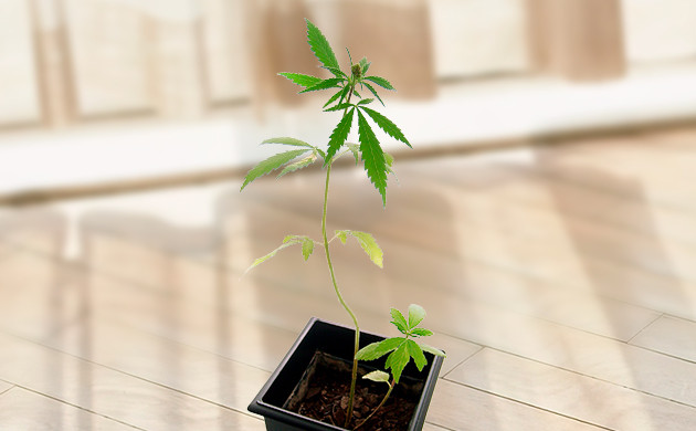 Влияние вентиляции на рост саженцев