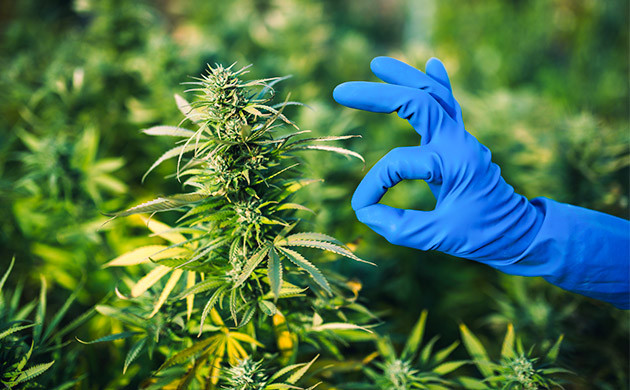 При выращивании на открытом воздухе нельзя получить каннабис высокого качества