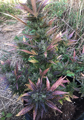 Цветение марихуаны Pineapple Express Auto