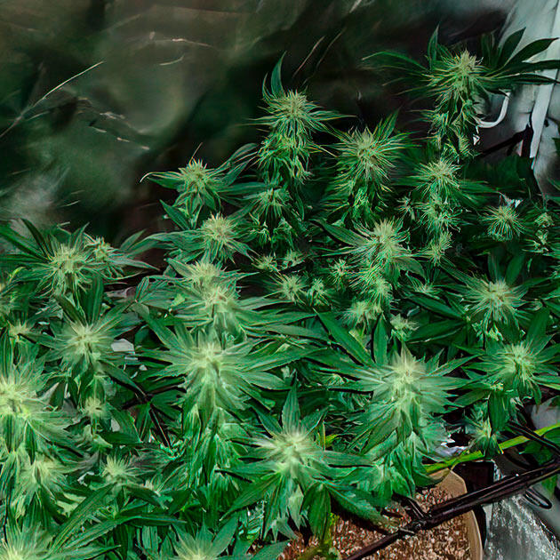 4 неделя цветения 10 неделя выращивания Keepers OG Autoflower от Seedkeepers