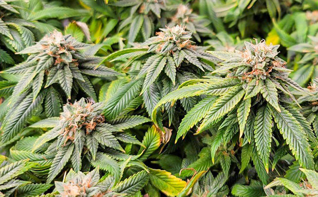 15 и 16 неделя выращивания Плотные и твердые соцветия