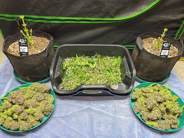 Сбор урожая с кустов Ztrawberriez Auto