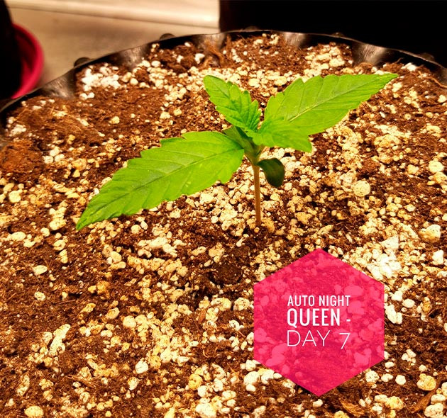 6 сантиметровый росток в конце первой недели