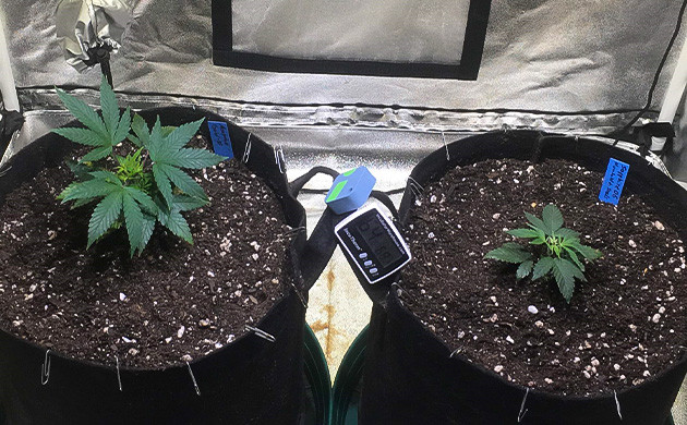 Проблемы с освещением при выращивании Sapphire OG: обжиг листьев и рост