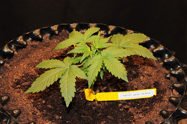 Прирост в 3 см на 3 неделе выращивания Восстановленный куст Original Jack Herer