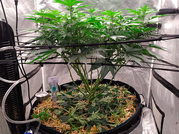 развитие куста Blue Gelato 41 на 10-11ой неделе