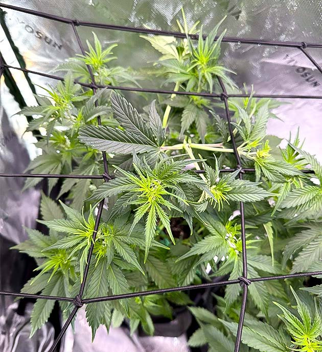 Дефолиация и удобрения