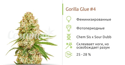 Сорт марихуаны Gorilla Glue #4 Gorilla Glue #4 от Cali Buds Seeds
