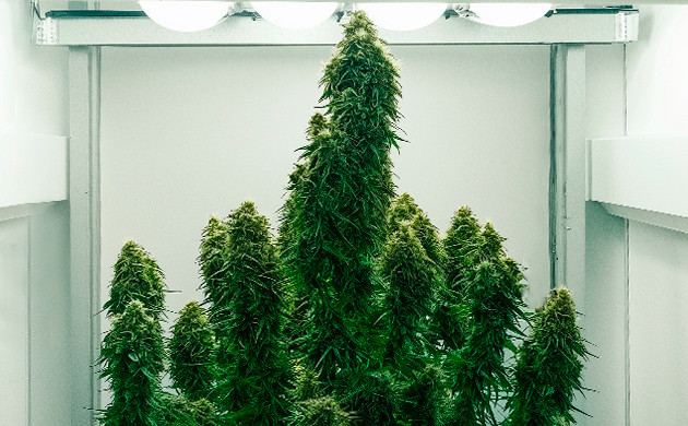 Как растет сорт Grape Ape