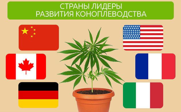 Лидирующие в развитии коноплеводства страны