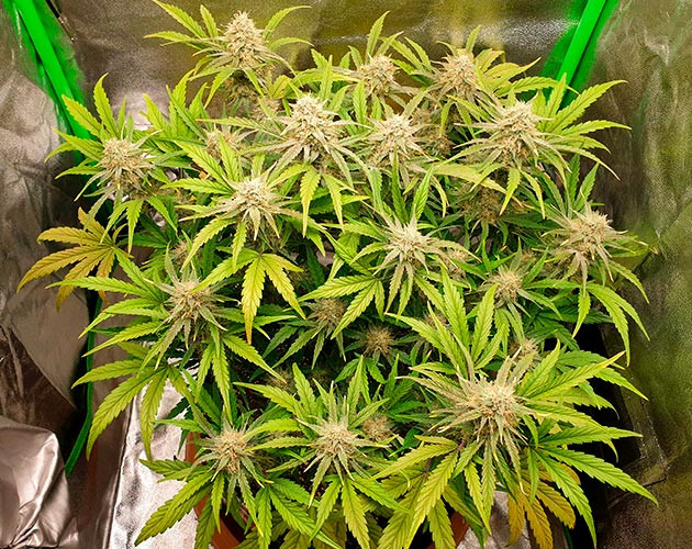 Подготовка к харвесту конопли Wedding Cake Auto подготовка к харвесту Wedding Cake Auto