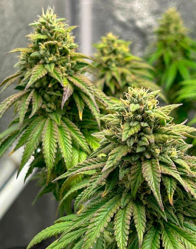 Поздняя стадия цветения каннабиса с активной смолистостью Зрелые шишки каннабиса