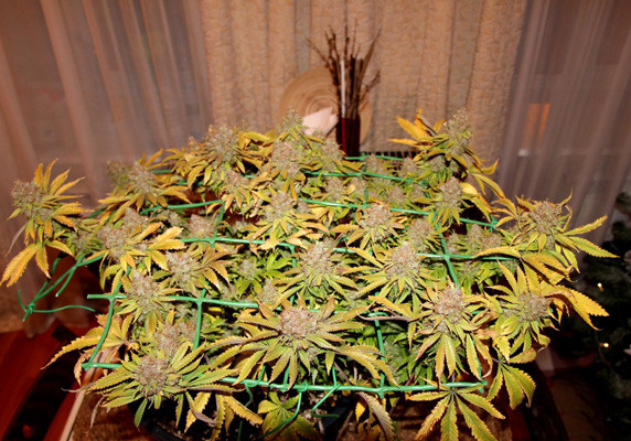 Сбор урожая Jack Herer fem перед харвестом