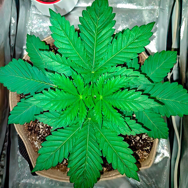 Развитие куста и полив конопли Растишка Keepers OG Autoflower на 2 неделе