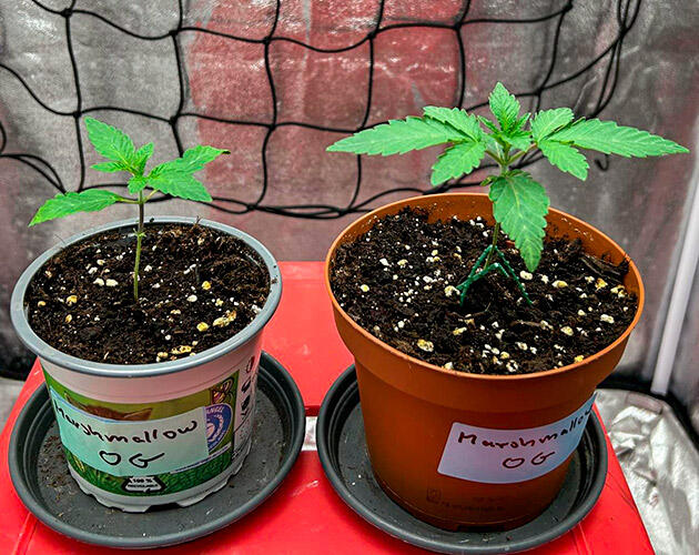 Вегетация каннабиса: стабильный рост и оптимальные условия Ростки каннабиса на второй неделе вегетации под LED лампой