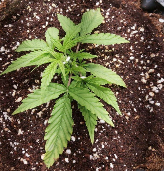 2 неделя выращивания