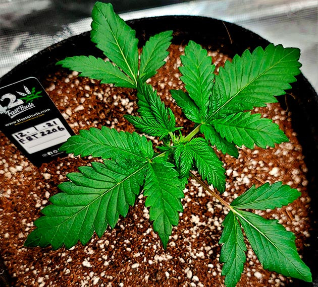 Тренировка растения Gorilla Zkittlez Auto от FastBuds выращивание сорта конопли Gorilla Zkittlez Auto от FastBuds