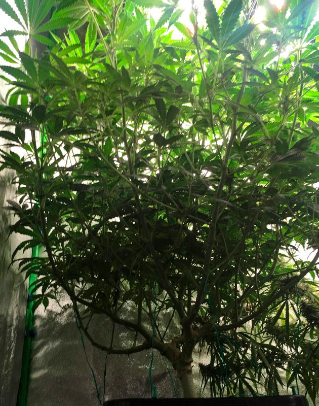 Подготовка к цветению и перенос в отдельное помещение Перемещение в помещение для цветения