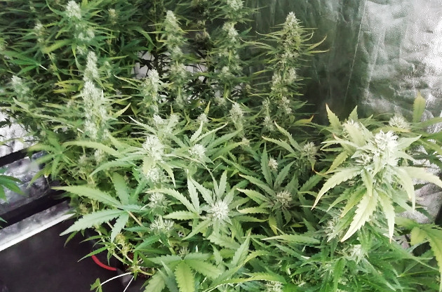 Кусты Т 34 в гроубоксе