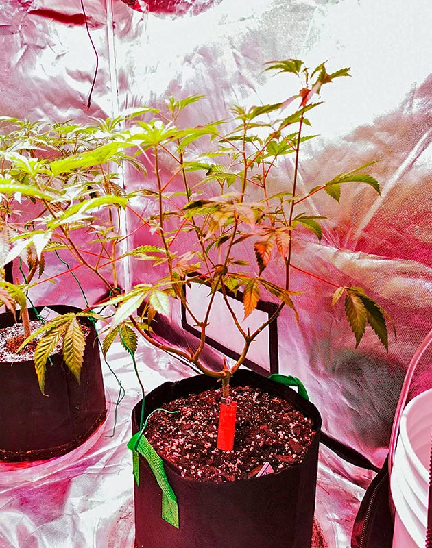 Куст Gorilla Glue на 9 неделе выращивания