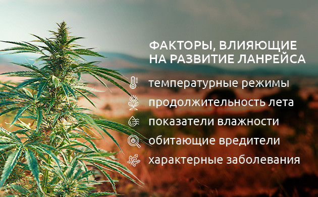 История происхождения ландрейсов Ландрейсы – основа канна-селекции