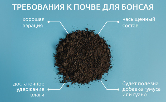 Выбор земли для каннабис-бонсай