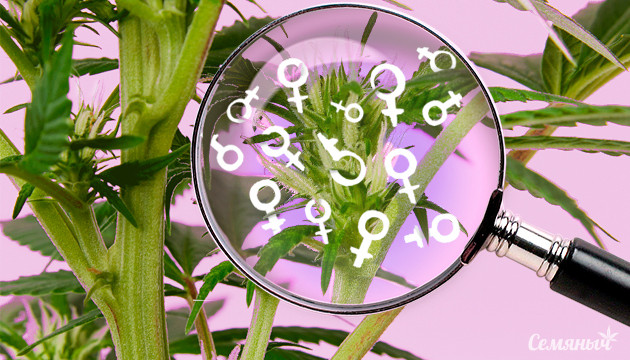 Женские признаки конопли