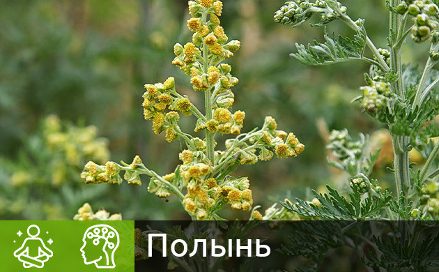 Растение полынь