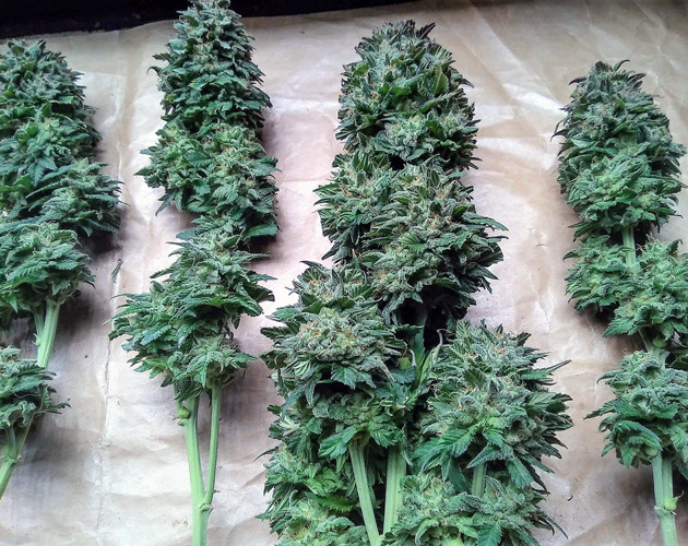 Созревшие колы Tangie'matic