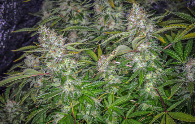 Tutankhamon перед харвестом