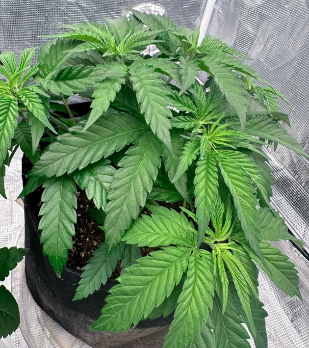 5 неделя роста сорта Shawty R1