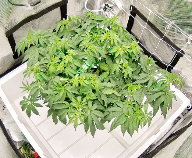 Подготовка к переходу в фазу цветения Куст Crescendo RBX1 на стадии вегетации