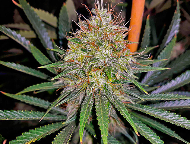 Куст Strawberry Amnesia ростом 78 см