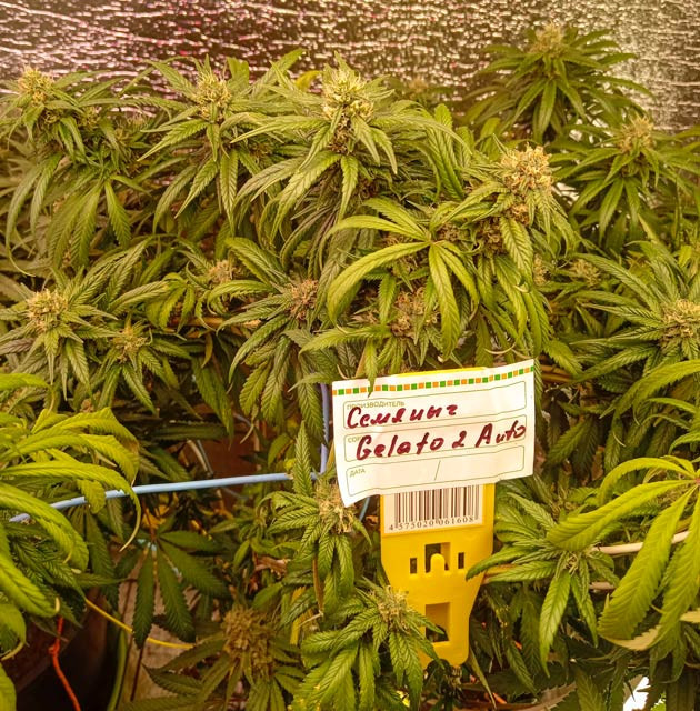 Куст Gelato 2 Auto на 9 неделе выращивания