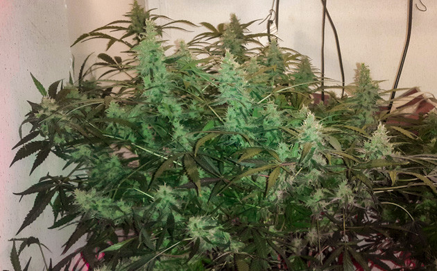 Большие шишки на кустах