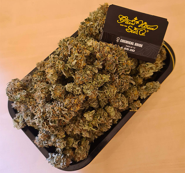 сбор урожая с кустов Chemical Bride