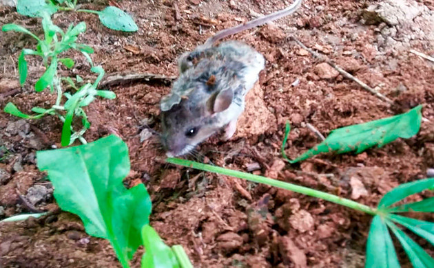 Излеченная мышь Убегающая от кустов конопли мышь