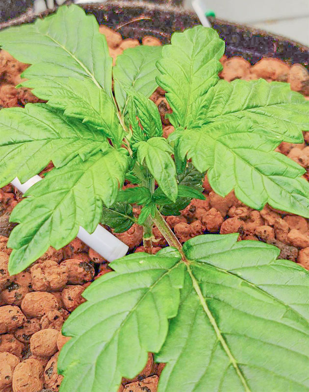 Strawberry Gorilla Auto: улучшение состояния ростка