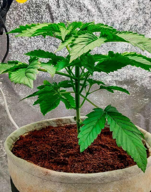 Стадия вегетации конопли Растишка 50 Dragons на 2 неделе выращивания