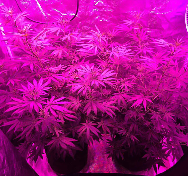Сатива Euforia X в росте: подготовка к цветению