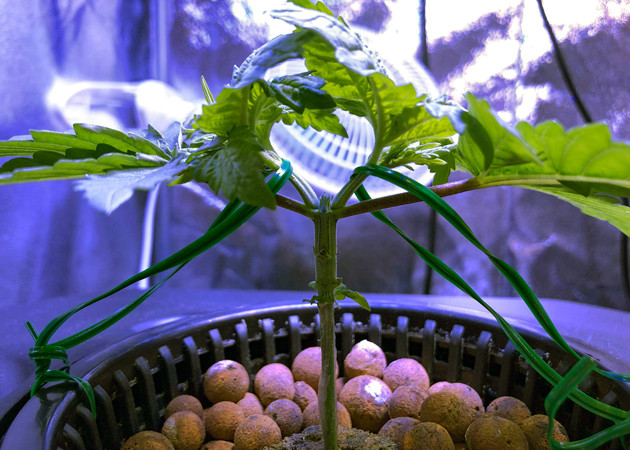 Стадия вегетации марихуаны