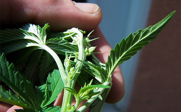 Прищипывание конопли