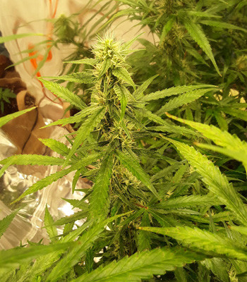 Формирование соцветий Соцветие Auto New York City