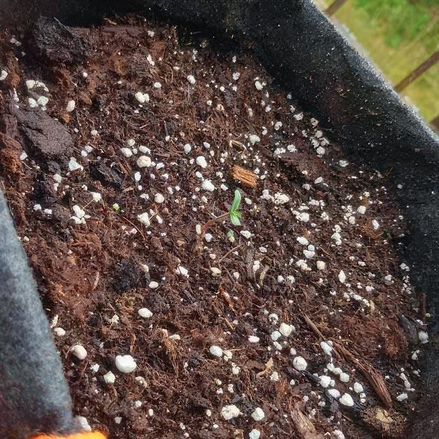 Росток сорта Orange Apricot Glue XL Auto