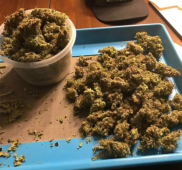 Харвест на Auto Chocolate Skunk Шишки Auto Chocolate Skunk