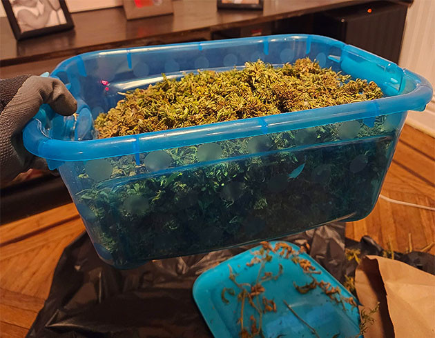 Сбор урожая Runtz Punch