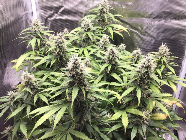 Цвет и запах Godzilla Cookies Auto