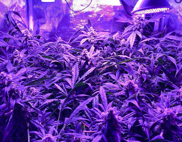 Куст на 13 неделе