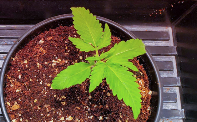 Росток высотой 8 см